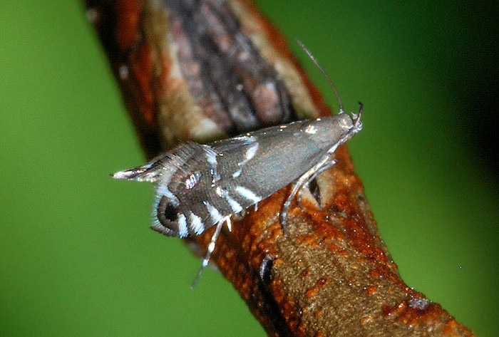 Glyphipterigidae: Glyphipterix simplicella